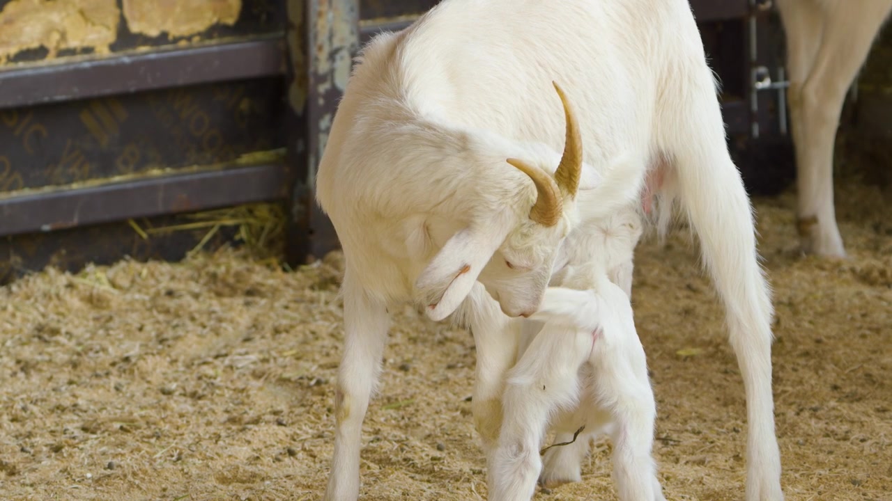 Un minuscolo capretto appena nato si allatta e morde la mammella di una capra madre bianca e cornuta, in piedi sul pavimento sabbioso della stalla, presso la Fattoria di Anseong.