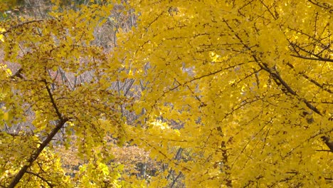 yellow maidenhair tree in korean park in yanjae citizen's forest in november