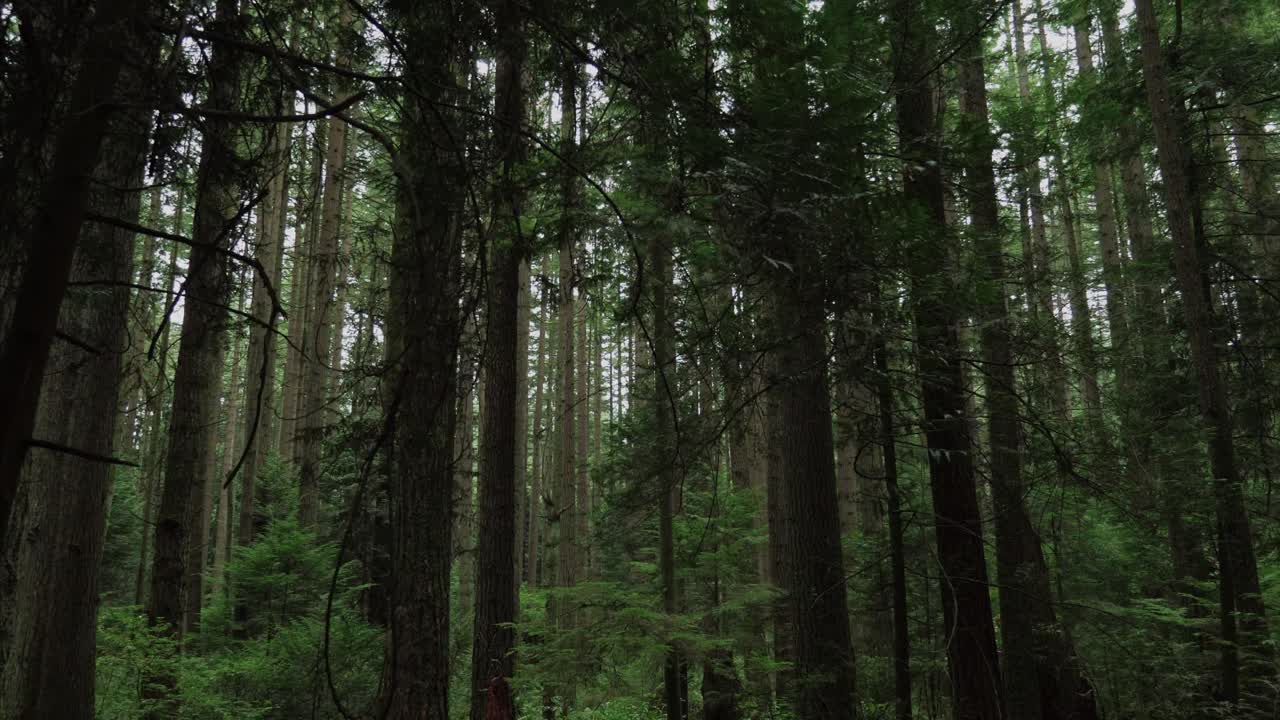 Foresta di Vancouver, Columbia Britannica