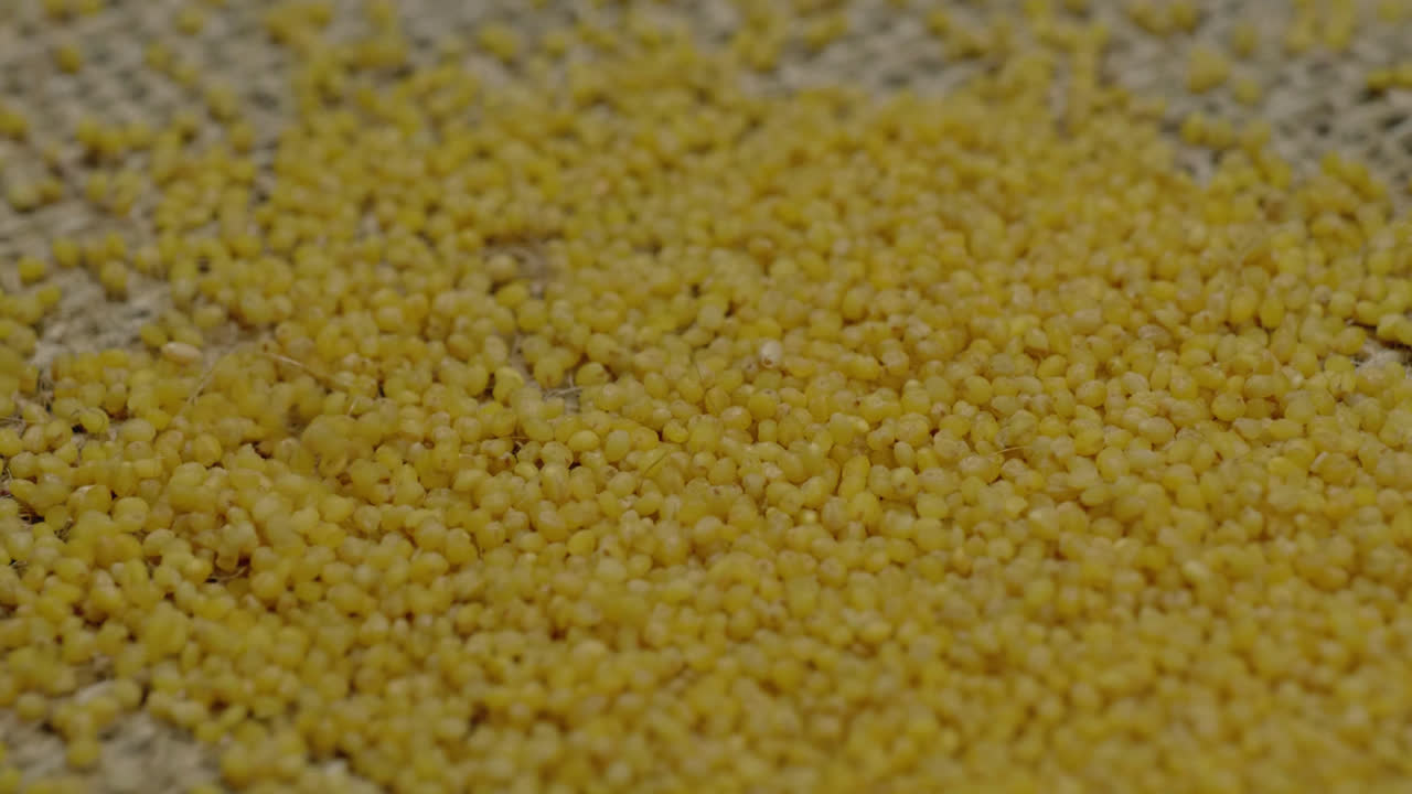light yellow foxtail millet grains falling on textured jute cloth, 4k stable shot