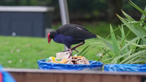 pukeko bird tries to find food in a rubbish bin in a park in new zealand