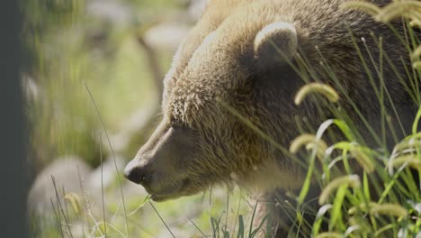 oso grizzly masticando hierba