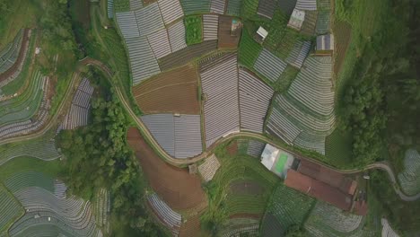 Sobrevuelo-Aéreo-Hermosa-Plantación-De-Vegetales-En-Diferentes-Colores-Y-Patrones-Durante-El-Día-Soleado---Java-Central,-Monte-Sumbing