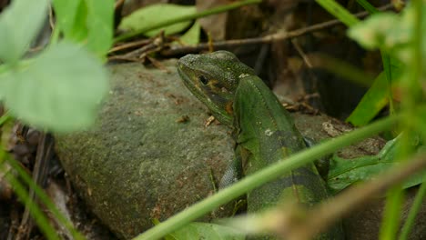 reptile lizard camouflaged in lush rainforest jungles of costa rica