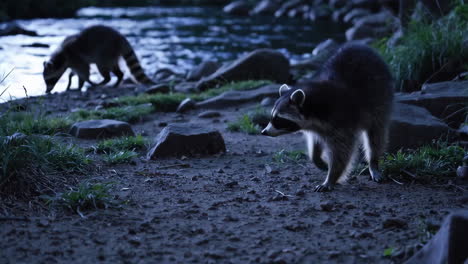 raccoons by the river at night
