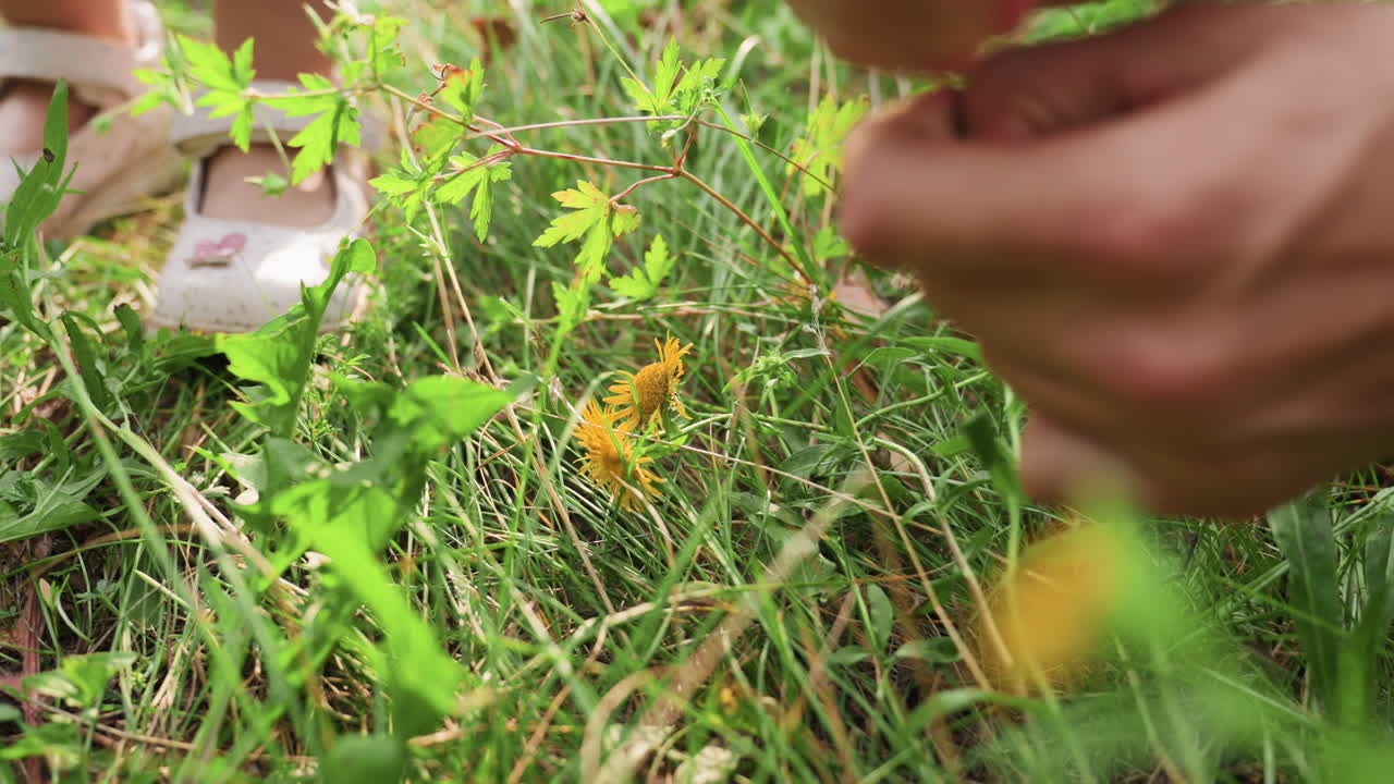 Close up hand gently picking yellow flowers among green grass while child stands nearby in white shoes, sunlight highlighting plants and touch, symbolizing innocence, care, and connection with nature