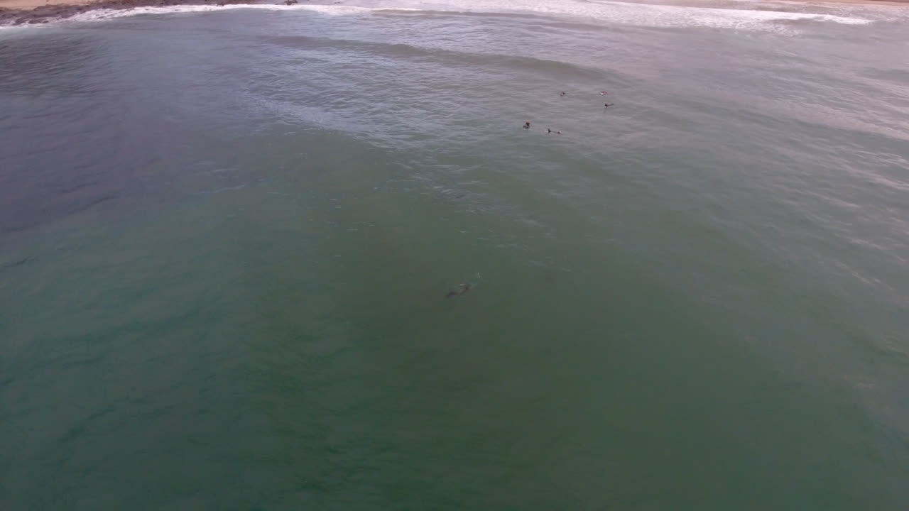 동런던 남아프리카 항공의 해안을 따라 서핑하는 서퍼들의 영화 같은 비행