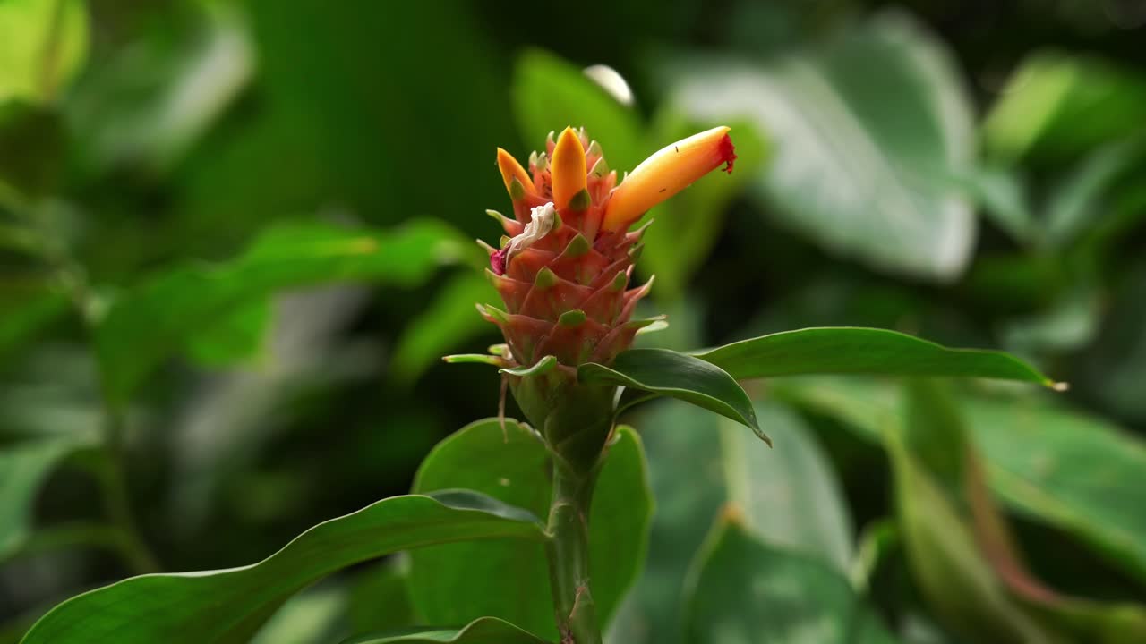The Zingiberaceae Curcuma Longa plant in Taipei Botanical Garden