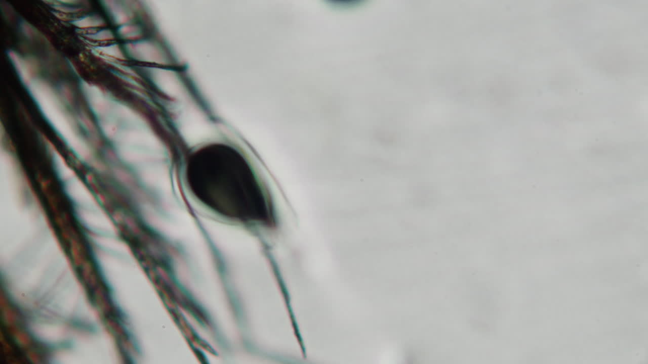 Microscopic View of a Dark Biological Structure