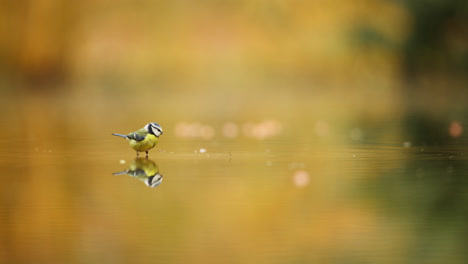 blue tit drinking water in autumn pond