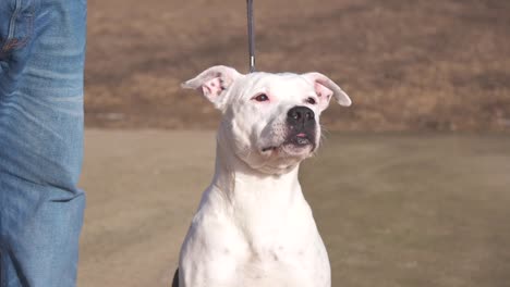 joven perro cane corso de pura raza y pedigrí posando y mirando a su alrededor