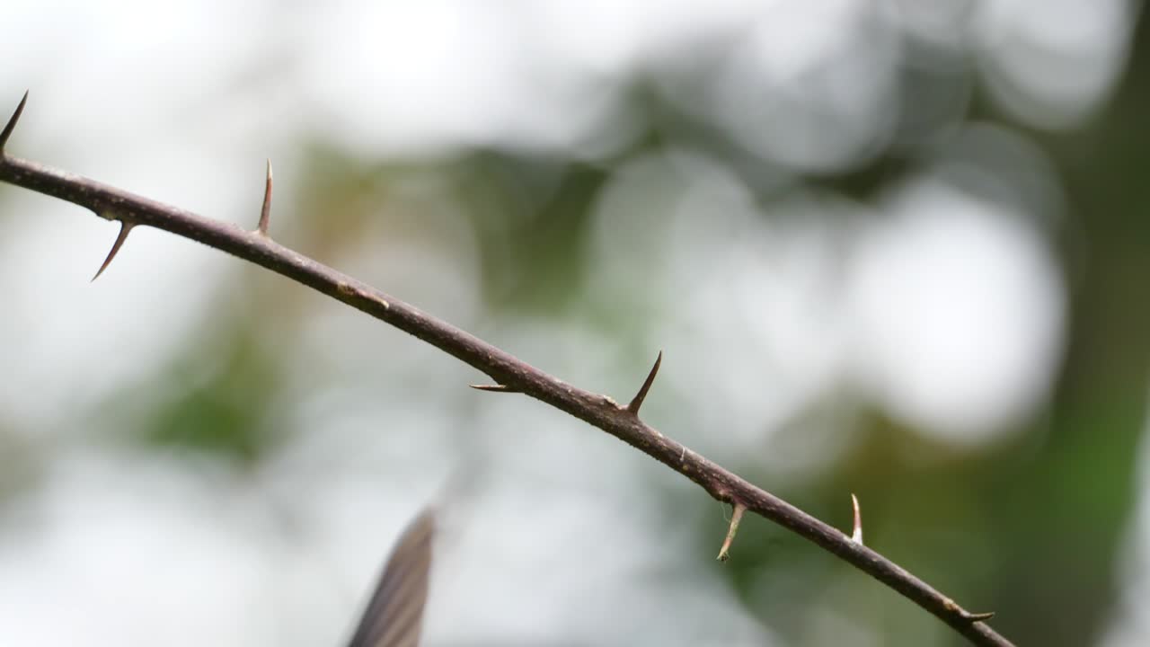 숲 속 의 자연 서식지 에서  목 야코빈 새
