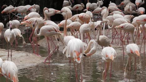Pink-Flamingos-In-A-Tropical-Pond-in-zoo