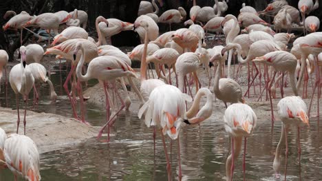 flamencos rosados en un estanque tropical en el zoológico