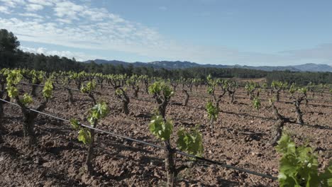 green vineyards are growing in the priorat region of catalonia, spain, representing the local wine culture with mountains in the background under a clear blue sky