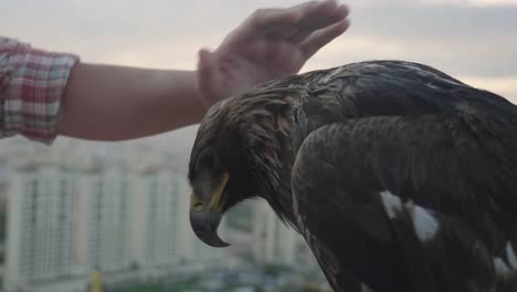 Man's-hand-petting-an-eagle-in-Mongolia-Zaisan,-during-sunset