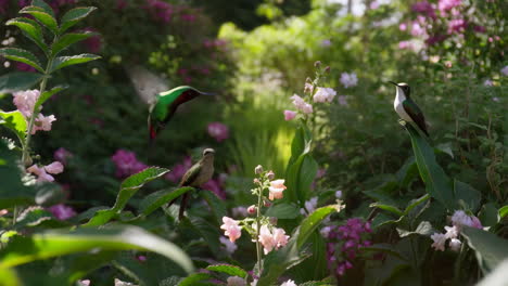 Hummingbirds in a Vibrant Garden
