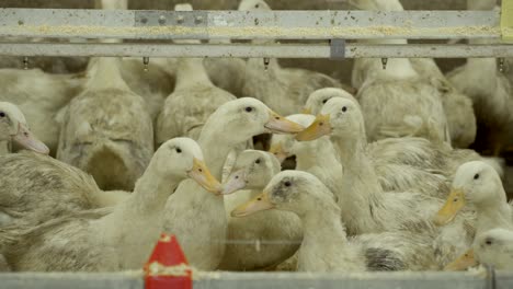 ducks growing at poultry farm in corrals