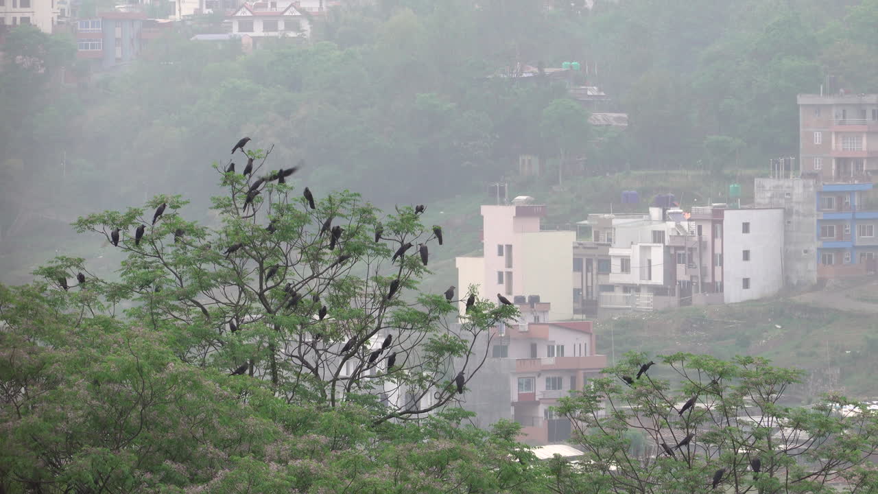A murder of crows sitting in the tops of some trees.