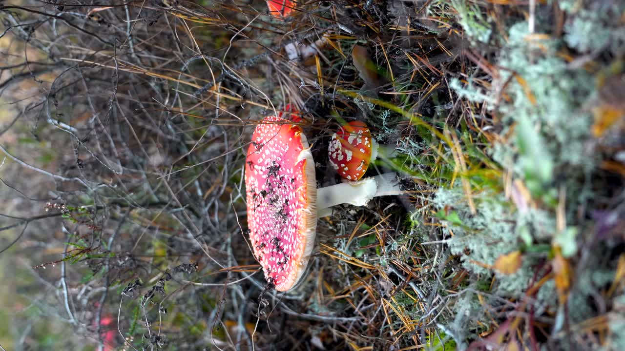 familia de hongos matamoscas que crecen en el área forestal, video vertical
