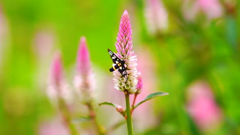 borboleta em flor rosa em fundo de campo verde