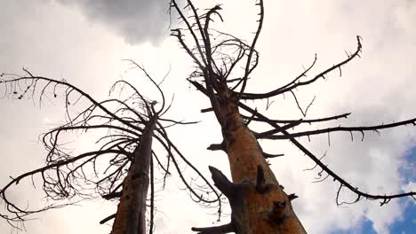 two standing dead trees in front of a blue sky in yellowstone national park