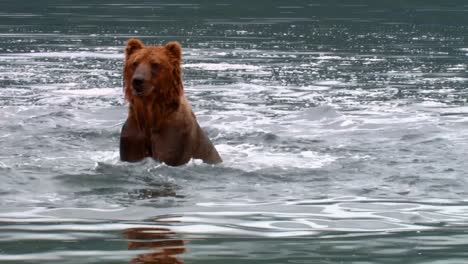 oso kodiak (ursus arctos middendorffi) atrapa y come un salmón nwr alaska 2007