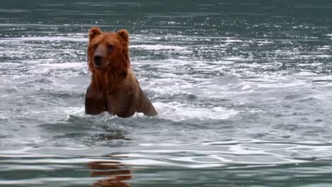 kodiak bear (ursus arctos middendorffi) catches and eats a salmon nwr alaska 2007