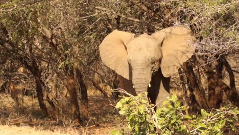 Aufnahmen-Eines-Jungen-Afrikanischen-Elefantenbullen,-Der-In-Einem-Nationalpark-In-Südafrika-Verspielt-Ist