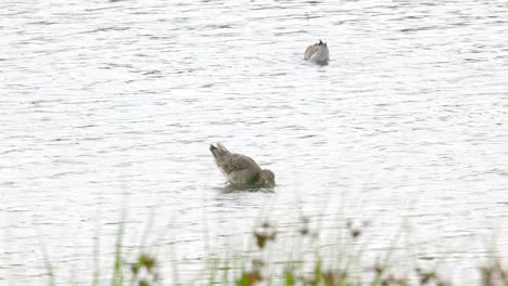 Black-tailed-Godwit-walking-in-water-in-search-of-food