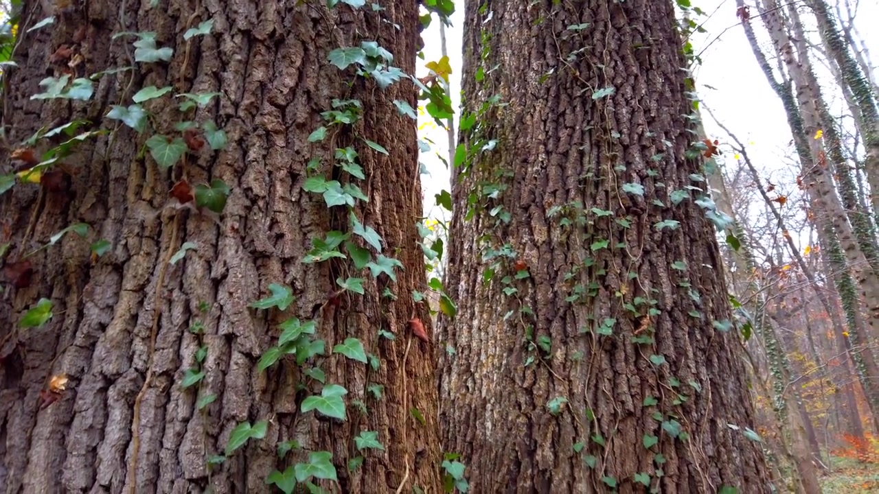 Il tronco dell'albero è avvolto dai rami di edera