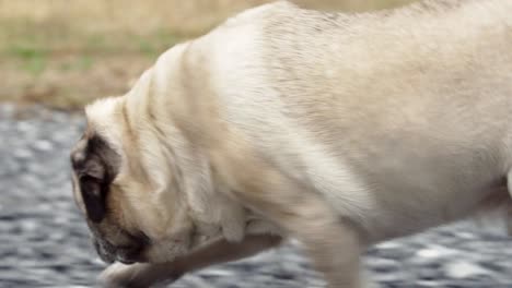 pug walking in park