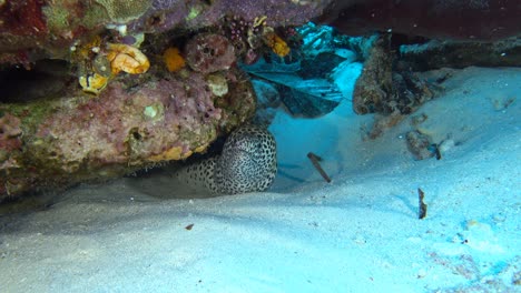 morena leopardo debajo del coral duro