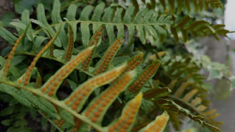close up fern full of golden sori clusters agitated by wind in a fence