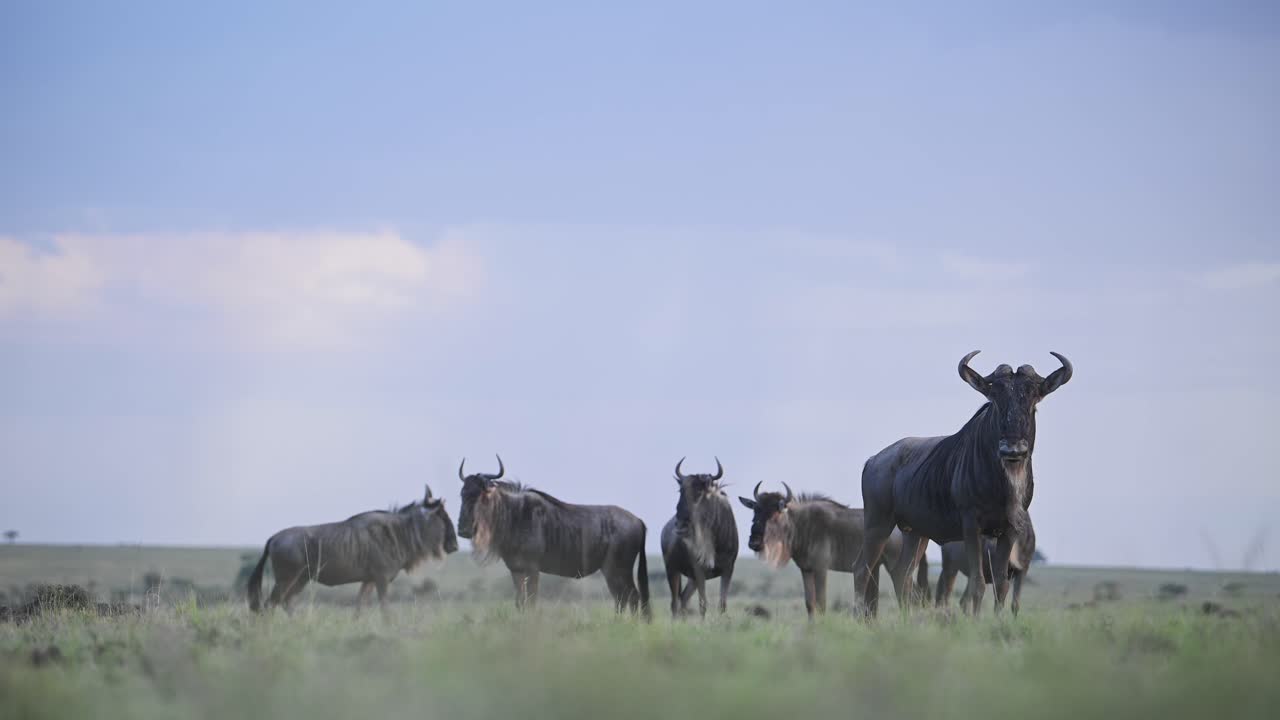 Wildebeest Herd in Rainy Season Under Stormy Sky and Rain Clouds while Raining, Rainstorm Storm during Great Migration in Africa from Masai Mara in Kenya to Serengeti in Tanzania