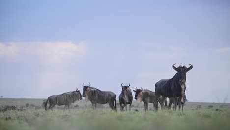 wildebeest herd in rainy season under stormy sky and rain clouds while raining, rainstorm storm during great migration in africa from masai mara in kenya to serengeti in tanzania