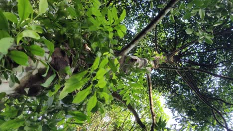 Climber tree in forest | vertical shot