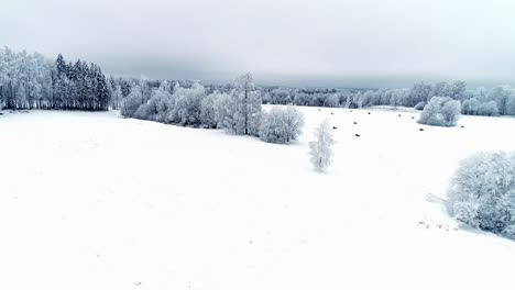 drone aerial forward moving shot over white snow covered rural landscape on a cloudy day