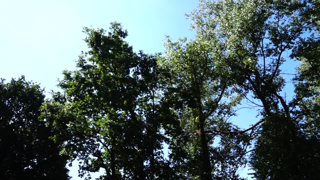 木々のてっぺん。移動撮影。
