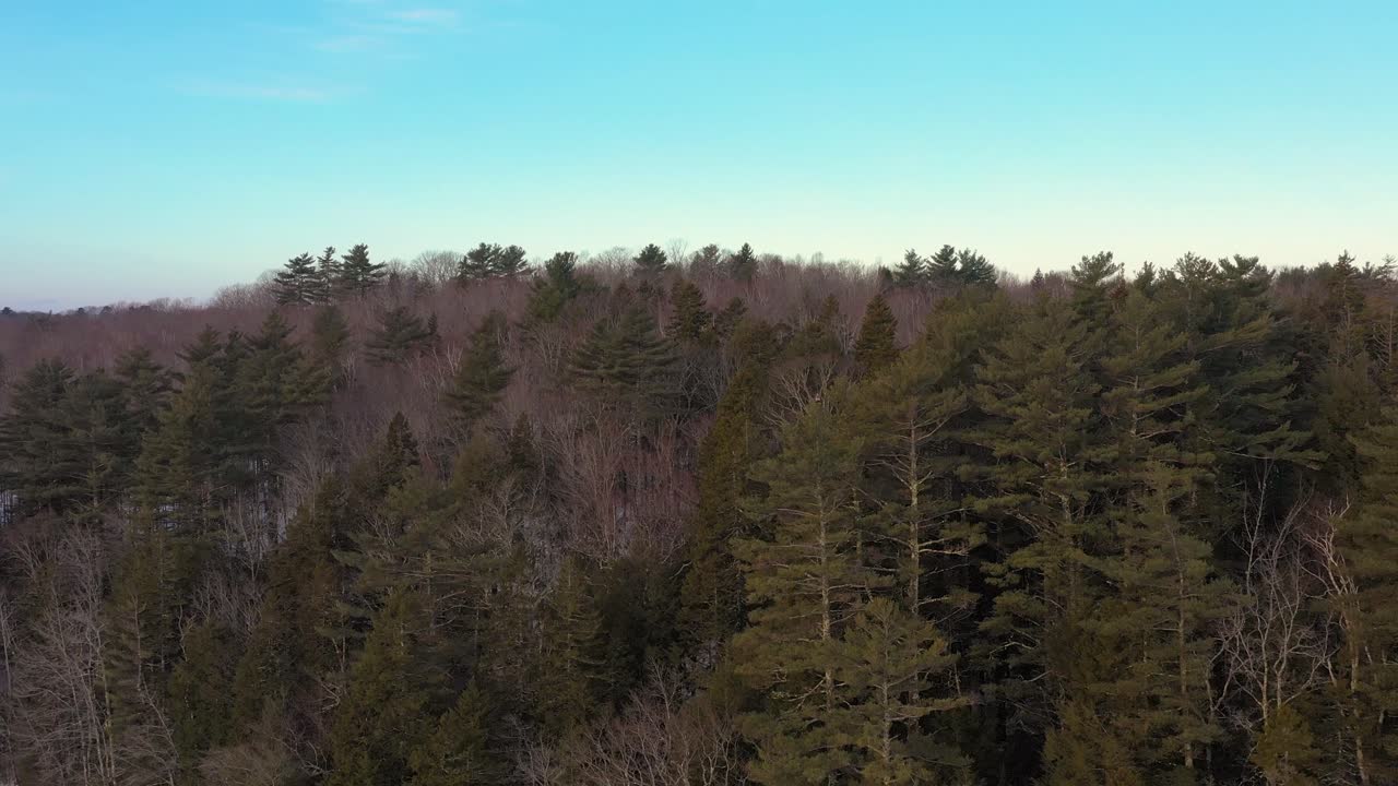 Aerial PUSH in on Juvenile bald eagle perched atop a tree in a winter forest