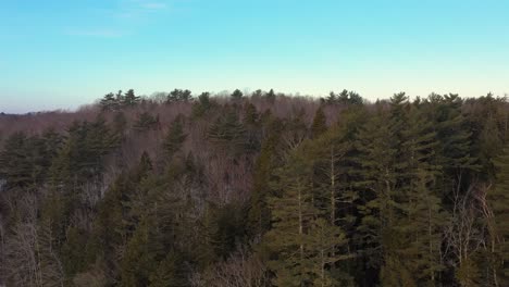 aerial push in on juvenile bald eagle perched atop a tree in a winter forest