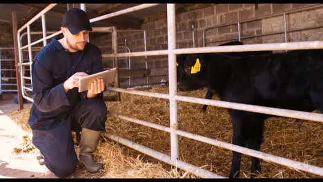Viehzüchter-Nutzt-Digitales-Tablet
