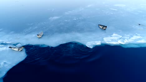 aerial view of seals on white ice floe in iceland. seals are next to the blue sea.