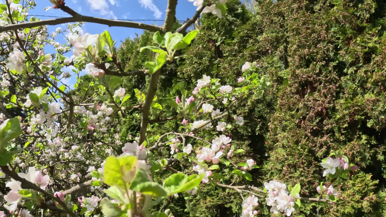 Apple tree (Malus domestica) with white blossoms stands before a hedge of arborvitae (Thuja occidentalis), sunlight highlighting fresh spring leaves and flowers against blue sky, close up and reveal