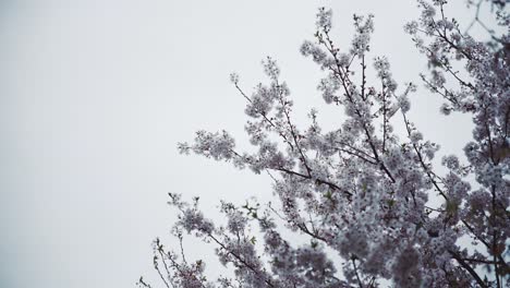 cherry blossoms in full bloom on a cloudy day