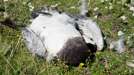 shot showing a dead black and white barnacle goose lying on grassy surface, bright daylight