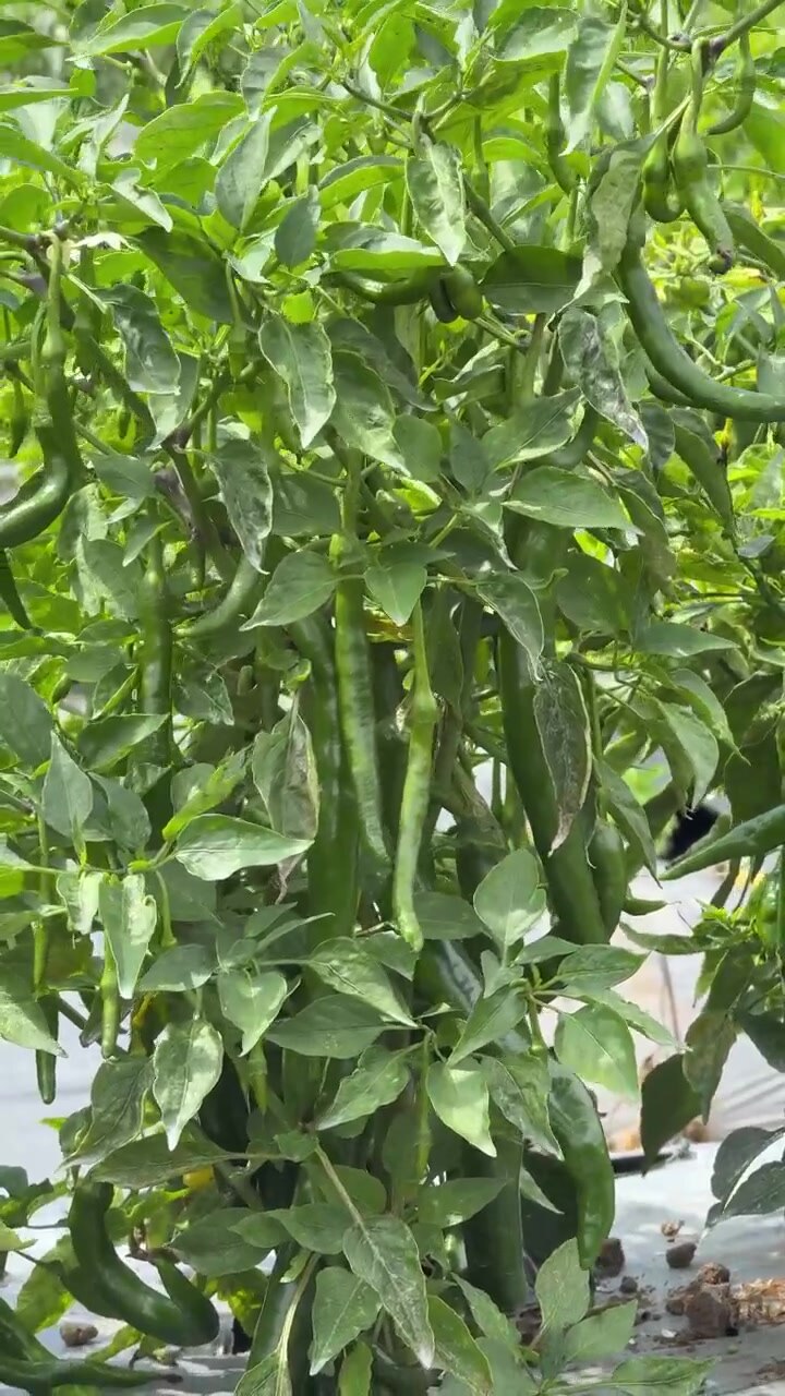 Green Chili Peppers Growing on Plant in Greenhouse