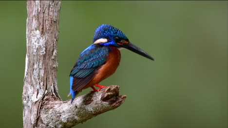 The-Blue-eared-Kingfisher-is-a-small-Kingfisher-found-in-Thailand-and-it-is-wanted-by-bird-photographers-because-of-its-lovely-blue-ears-as-it-is-a-small,-cute-and-fluffy-blue-feather-ball-of-a-bird