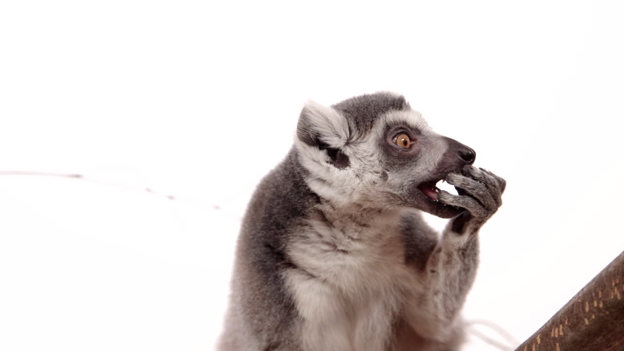 흰색 배경에 나무에 매달려 여우 원숭이