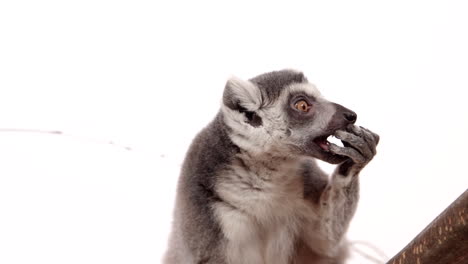 lemur hanging in a tree on white background